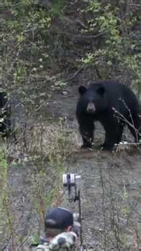 “The Great Bear Hunt”“Face to Face with the Beast”“Into the Bear’s Territory”