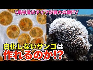 The secret to coral's resistance to bleaching lies in zooxanthellae! Explaining the types and pro...