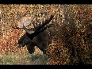 Monster Moose Bull Gets Back Up! - Alaska
