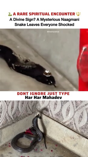 Unbelievable Temple Footage: A Glowing Naagmani Snake Captured on Camera #viralvideo #shiva #shorts