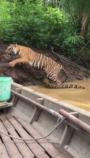 Fishermen Witness Shocking Wildlife Encounter 🐅#Wildlife#Tiger#Python#Nature#River#Shorts#AIvideo