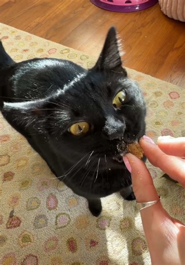 Clyde and Willow's Big Day: Cat Adventures and Fun