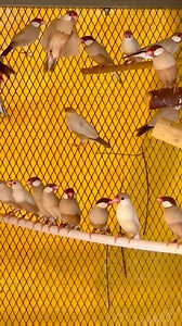 33K views · 926 reactions | How to breed Java finch colony #java #love #birds #pet #viral #Pets #Finch | Probashi birds lover | Facebook