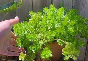 Hybrid Stone Crop Cuttings! 4 Total 5in Long. Low Creeping Succulent. Phedimus Hybridus, Formerly Known as Sedum Hybridum, - Etsy Canada