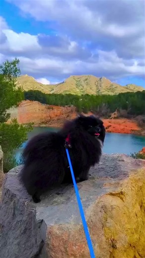 #pomeranian #tik_tok #dogs #dog #nature