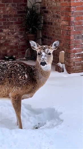 Lorry Brown on Instagram: "Sharing some of my favorite holiday memories this season, Buttons and Gbro💕 yes we get snow but we haven’t this year, yet❄️ #GoldenRetriever #hike #cats #dogs #catsofinstagram #chickens #hikingcats#Nature #deer #duck #trails#animals #squirrel #fyp #funny #hike #hiking #trails"