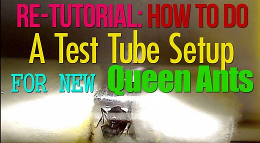 To have a great ant farm, your queen ant must succeed during her founding stage. This video tutorial covers how to create a test tube setup for your newly caught queen ant providing her a claustral chamber for her to start laying eggs. This video applies to fully claustral ant species. Need to buy an ant colony with a queen or do you have ants to sell? Click here to find out more about our GAN Project: http://antscanada.com/live-queens-for-sale Links to the Video Playlists listed at the end of t