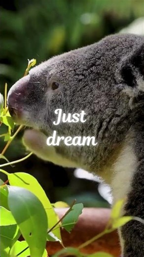 Adorable Animals Being Too Cute! 🐶🐱💕 | Compilation of the Cutest Moments Ever!