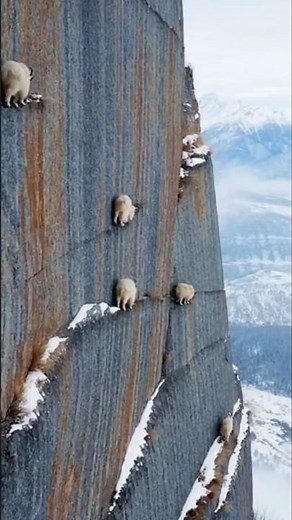 Mountain Goats Climbing an Impossible Cliff