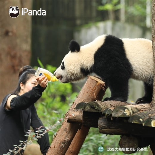 37K views · 2.3K reactions | I'm too exhausted to walk back with you with my stomach empty. Can I have some honey before going back home? (Rong Shuo) #HiPanda #PandaTime #ChengduPandaBase #BestJobInTheWorld For more panda information, please check out: https://en.ipanda.com | iPanda | Facebook
