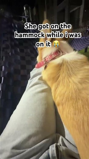 She got on the hammock while i was on it 😭 #funny #corgi #cute #dogs #dogshorts #fyp