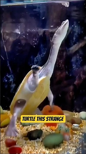 Snake-Necked Turtle: The Turtle With a Snake’s Neck! 🐢🐍