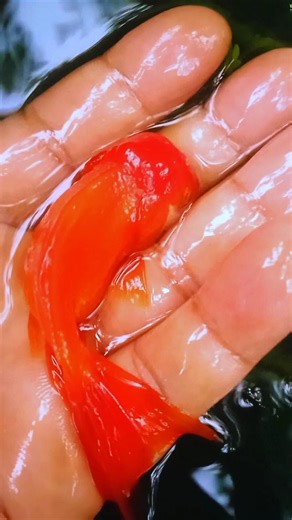 Goldfish Breeding Age red cap oranda#gol #fish #goldfish #goldfish #rupkothargolpo #crtoon #shorts