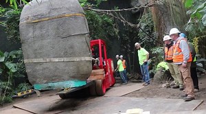 8.4K views · 111 reactions | Before “The King” could get settled in the Lied Jungle's South American rainforest, the Omaha Sister Cities Association coordinated the statue’s move from Xalapa to Omaha. Then, these dedicated crews stepped in to assist Zoo staff with the heavy lifting. The stone statue is a replica of Olmec Colossal Head No. 1 and one of nine found in the United States. | Omaha's Henry Doorly Zoo and Aquarium | Facebook