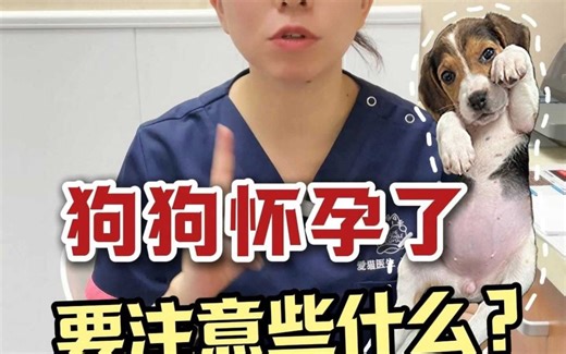 狗狗孕期注意事项