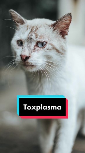 TOXOPLASMA en gatos #toxoplasmosis #fyp #mascotastiktok #aprendiendoentiktok #gatos