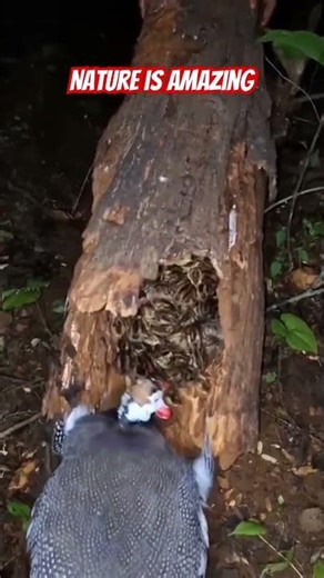 Cute clutches of keets #guineafowl #keet #chicks #birds #nature #wildlife #bigbirds