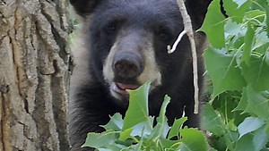 Surge of problem bears in Aspen area this year