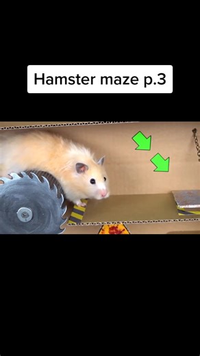 Exploring the Hamster Maze Game