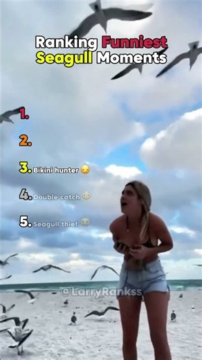 Ranking Funniest Seagull Moments