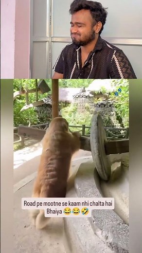 Dogess bhai mehanat kar rha ha🤣😂i #funnyvideos #memes #meme #comedy #viral #memesdaily #fun #video
