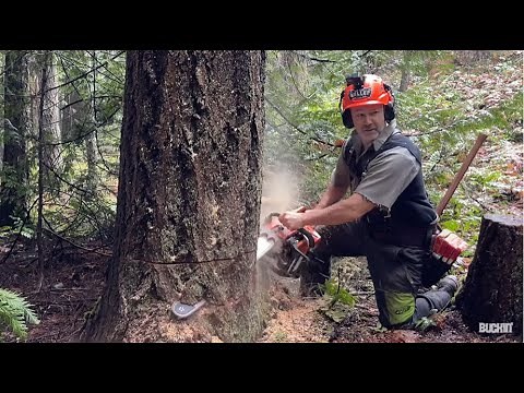 BIG TREE BLEW DOWN! Felling large tree, with Husqvarna 372xp chainsaw