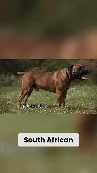 Meet the biggest fearless mastiff in South Africa!