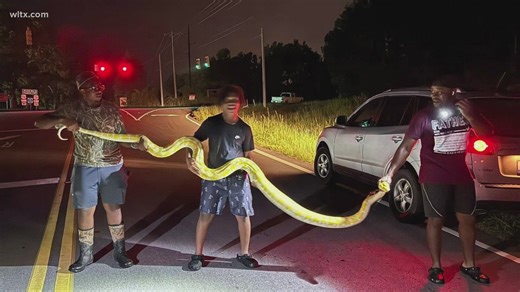 Huge python found roaming in South Carolina town