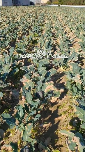 12/2 🥦畑の惨状 #ブロッコリー農家 #農家 #農業 #黒斑細菌病？#ブロッコリー #病気