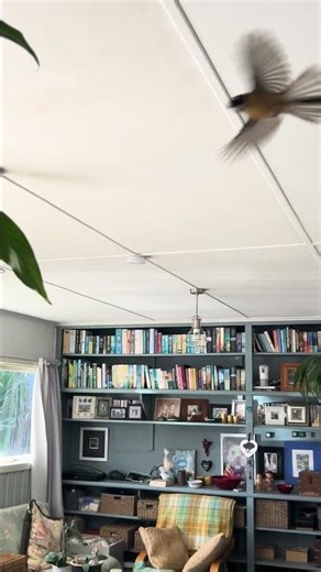 New Zealand Fan Tail Flying Inside