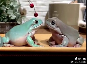 The Joy of Frogs: Exploring the World of Amphibians