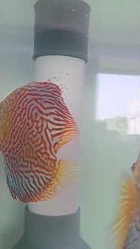 white tiger #discusbintaro #discuslovers #discusbreeding #ikandiscus #discus #discusfish #discusfarm