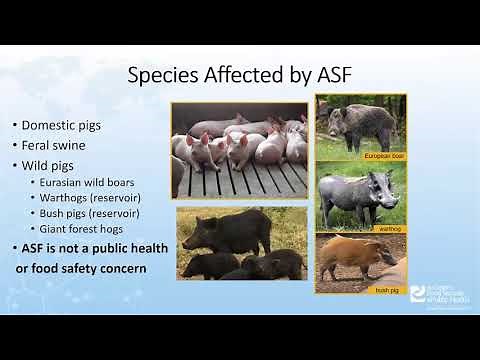 Phases and Types of an African Swine Fever Outbreak in the US
