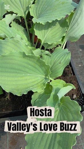 Hosta Valley's Love Buzz