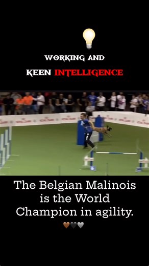 1.4M views · 40K reactions | The Belgian Malinois is the World Champion in agility癩勇 #Ludwigmalinois #asgardmalinois #lunathegsd #belgianmalinois | Ludwig Malinois | Facebook
