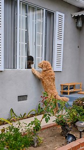 Neighbor's dog comes knocking on this family's door every day to play with their dog and it's the most precious thing ever ❤️ We spoke to Nicole about how Pita was the first to welcome her family into the neighborhood and how she's been a part of their family ever since! Keep up with Thai & Nicole on TikTok: thedo.do/thaiandnicole & Instagram: thedo.do/ThaiAndNicole | The Dodo