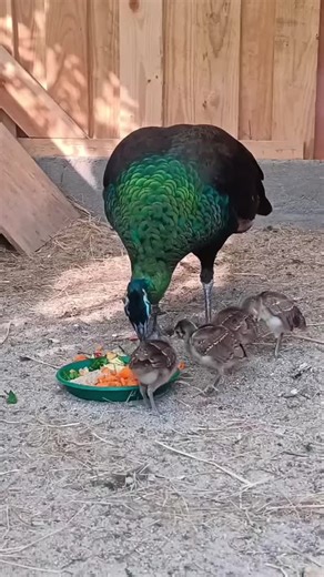 Exploring Poultry Farming Techniques in Australia