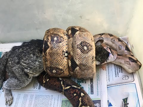 Snake Eats Big Squirrel! (Slow Motion)