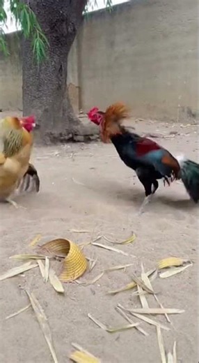 Epic Rooster Jump & Flap! | Backyard Animal Behavior🐓#animalbehavior #animals#roostersound#rooster
