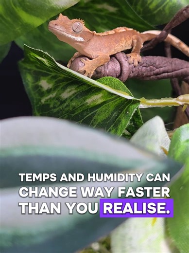 Crested Gecko Summer Care: Temperature & Humidity Controller