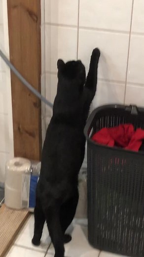 Katten Vargen is a beast when we have spiders in the house 😹 | Katten Vargens Dagbok