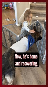 18K views · 3.3K reactions | You helped save K9 Murph’s life❗  Meet...