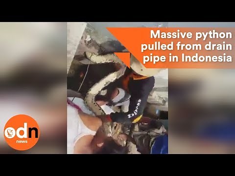 What's blocking the sink!? Massive python pulled from household drain pipe in Indonesia