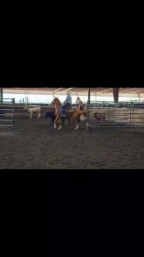 My 1st Time Sorting: Placed 2nd in Beginner Advanced