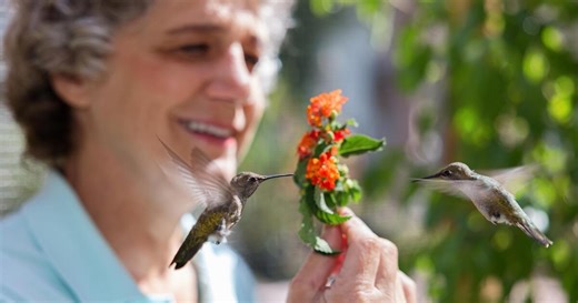 Hummingbirds of Hollywood