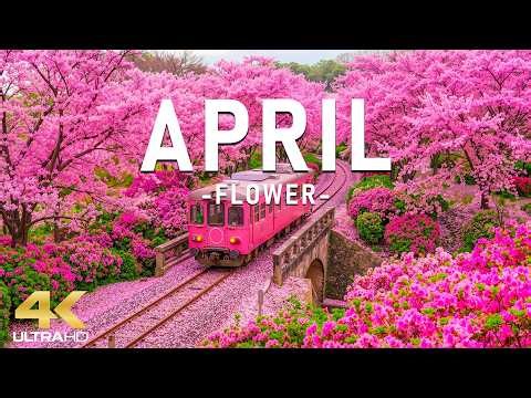 Flowers in April 4K – Early Spring 2026 🌸 When Nature Blooms, Cherry Blossoms & Tulip Fields