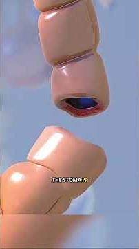 Did You Know? How a Colostomy Actually Works 🏥 🇱🇷