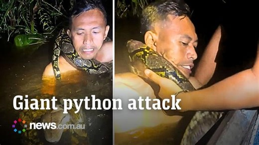 Six-metre python coils around tour guide’s neck in terrifying encounter