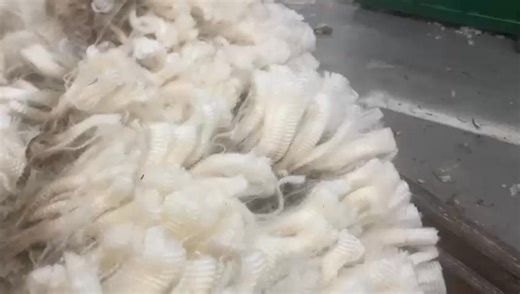 Record price for Wilfield shorn hogget wool. Last month we sold our shorn Hogget wool for $10.00 clean. Mob average of 3 kg of fleece wool per hogget. ( they were previously shorn as lambs in late January) Delighted with the price- currently the Corriedale wool market is strong. | Wilfield Sheep Stud