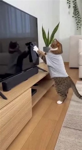 He was just cleaning #fyp #cat #funny | cat